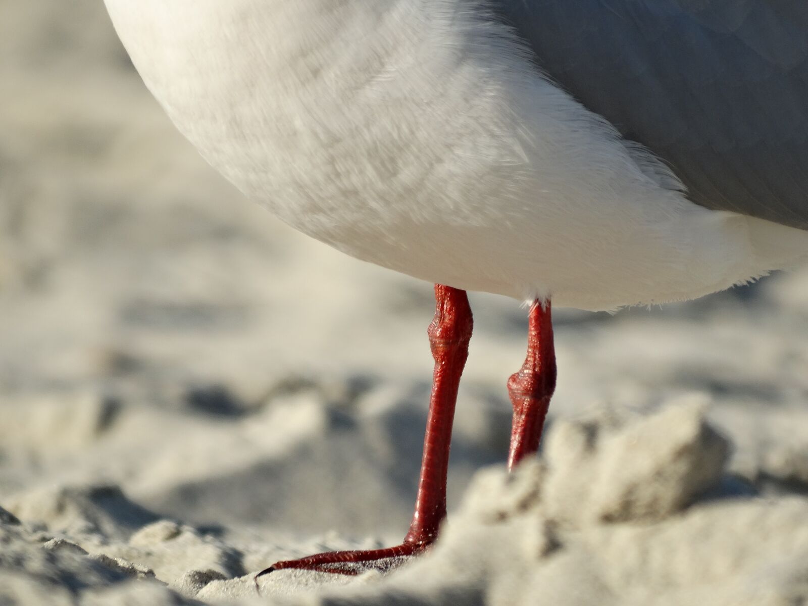Sony Cyber-shot DSC-HX300 sample photo. Legs, leg, gull photography