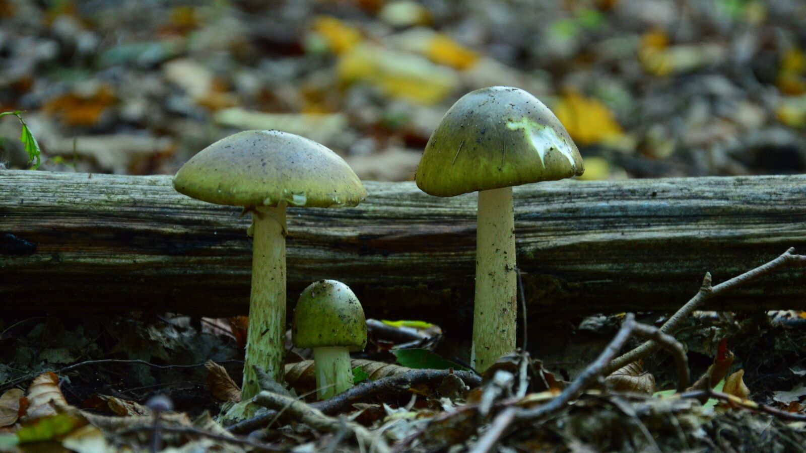 Nikon D3200 sample photo. Amanita, mushroom, forest photography