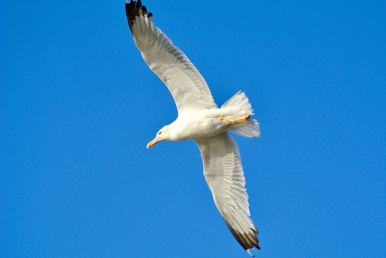 Nikon 1 V1 sample photo. Bird, seagull, nature photography