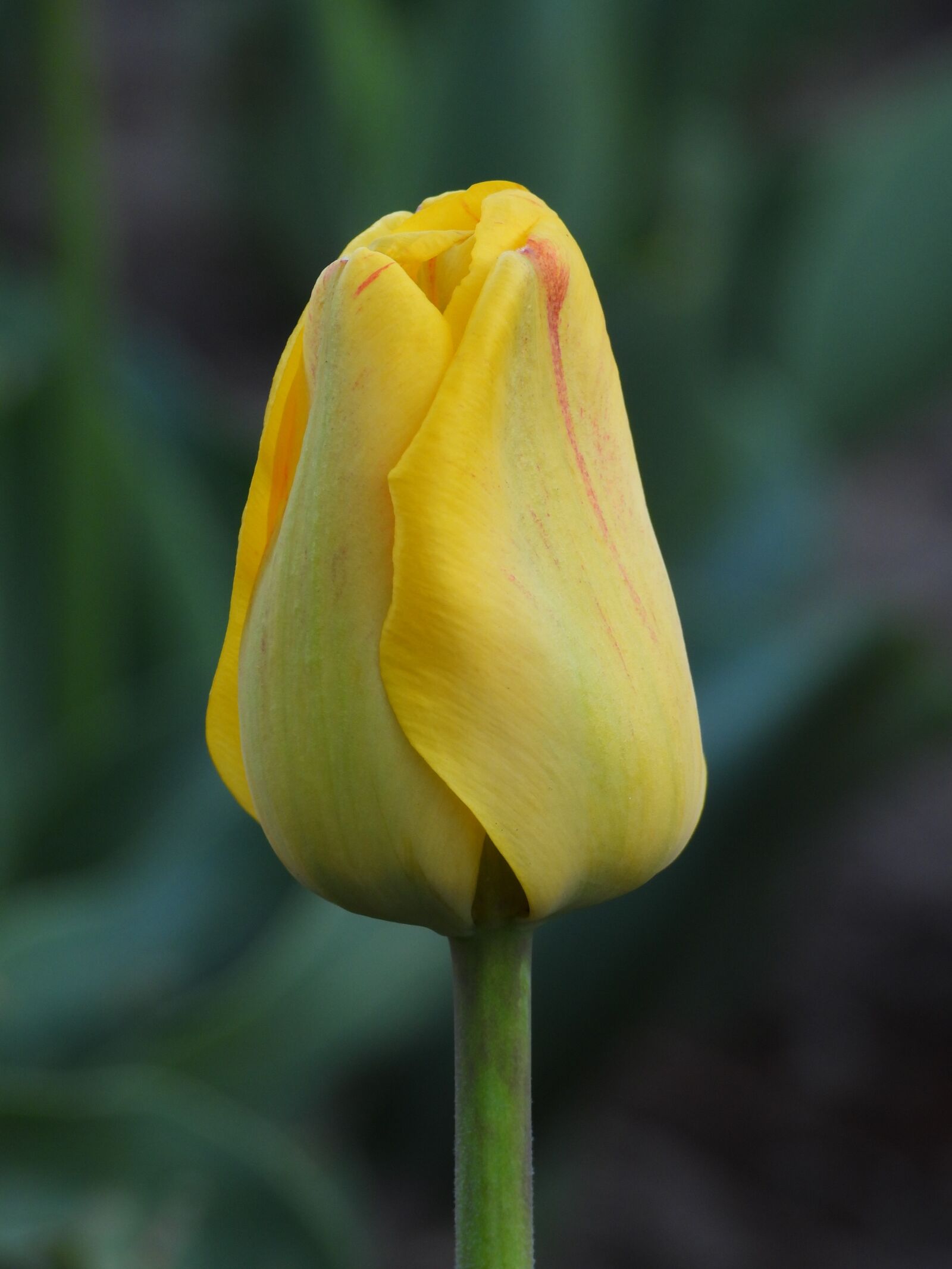 Nikon Coolpix P1000 sample photo. Tulip, yellow, spring photography