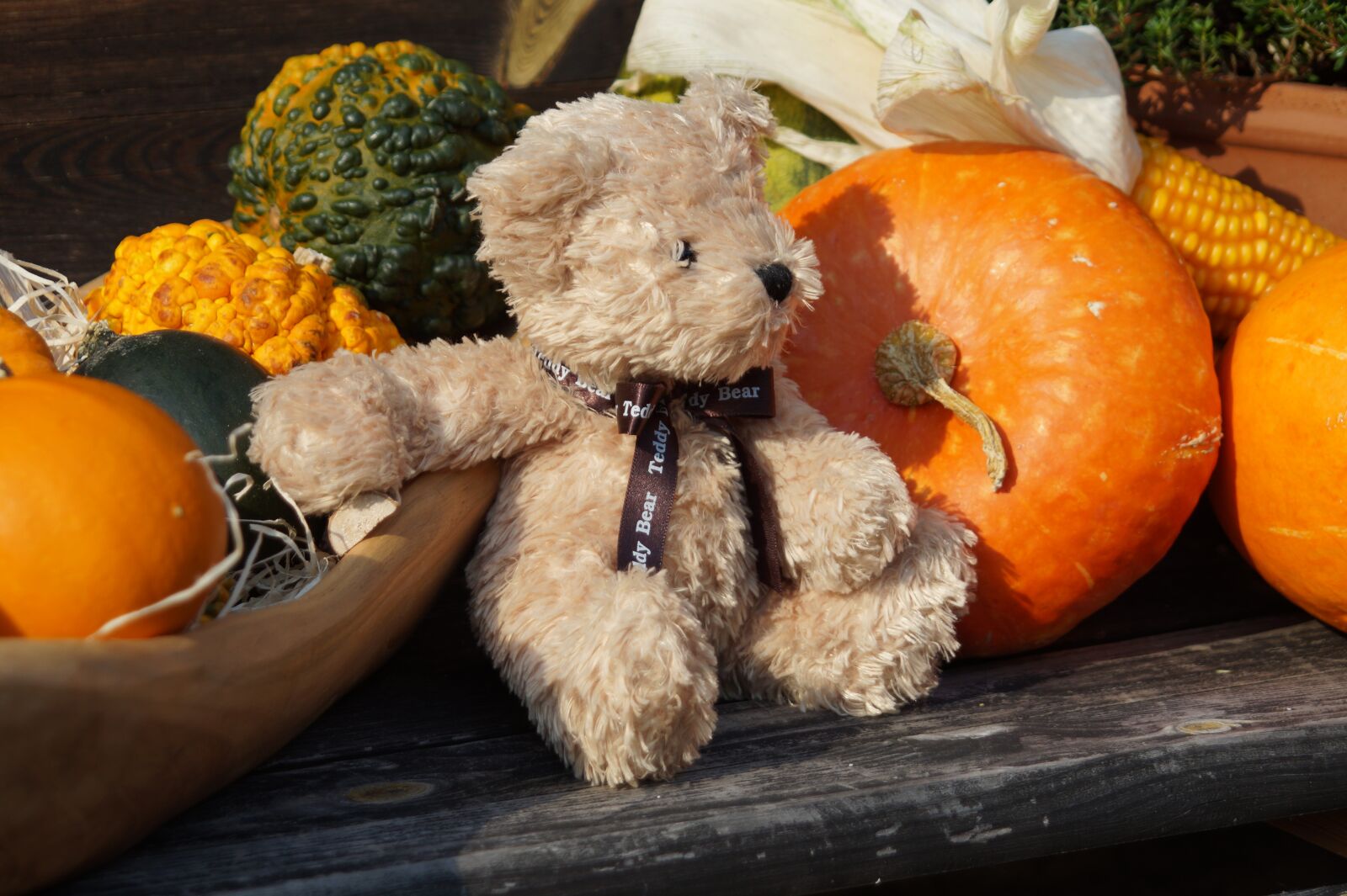 Sony SLT-A58 sample photo. Teddy, toys, furry teddy photography