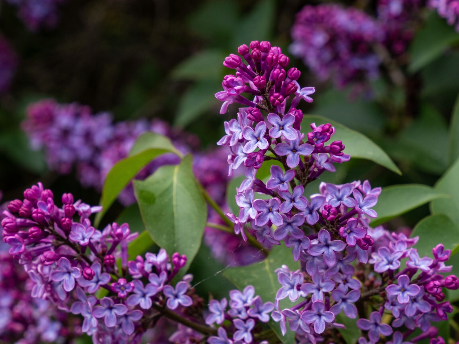Olympus OM-D E-M10 III sample photo. Lilac, flower, close up photography