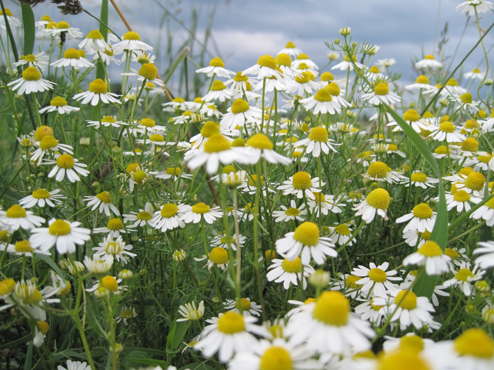 Canon PowerShot SD990 IS (Digital IXUS 980 IS / IXY Digital 3000 IS) sample photo. Flower meadow, flowers, meadow photography