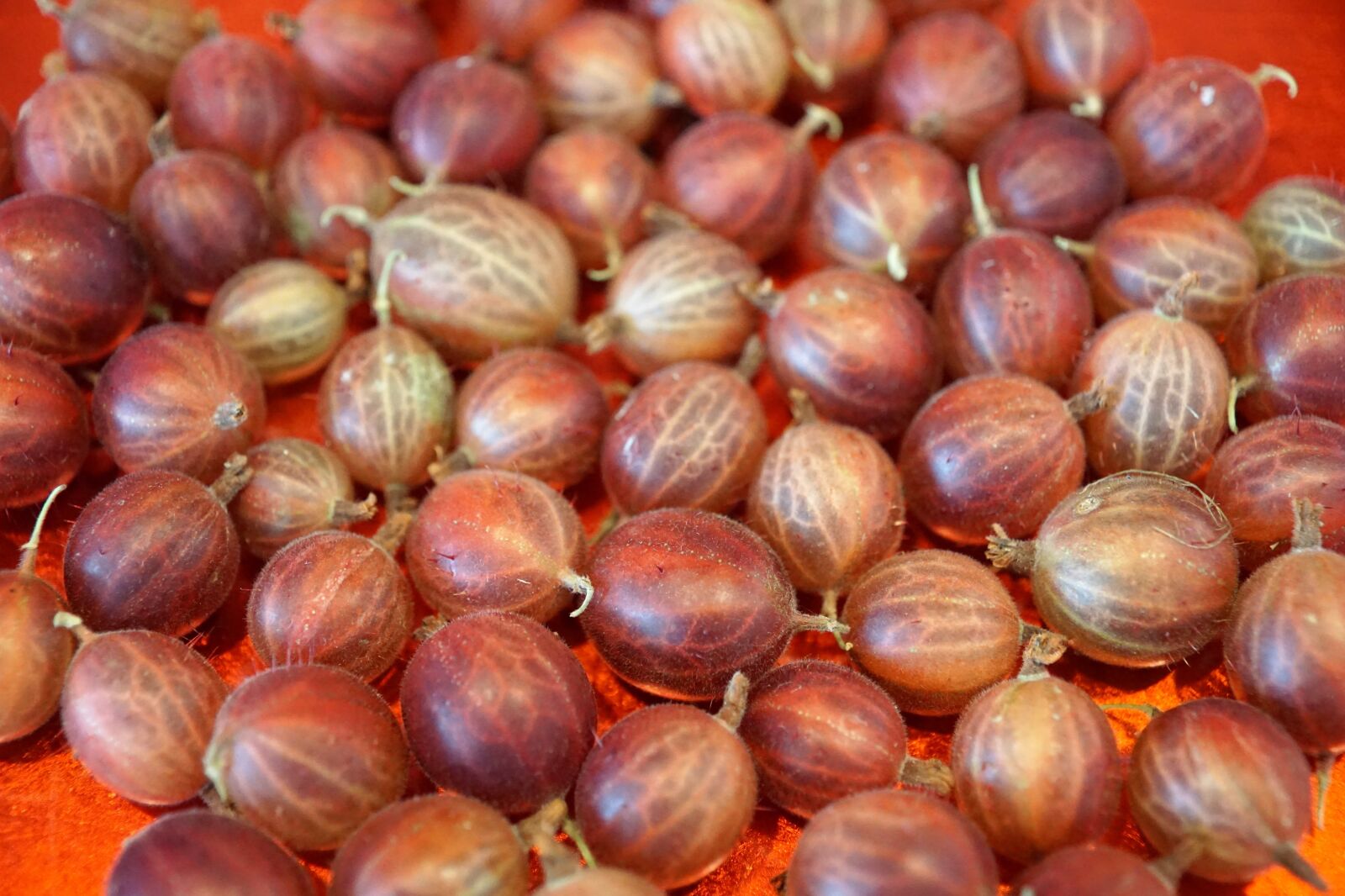 Sony ILCA-77M2 + Sony DT 16-50mm F2.8 SSM sample photo. Gooseberries, harvest, nature photography