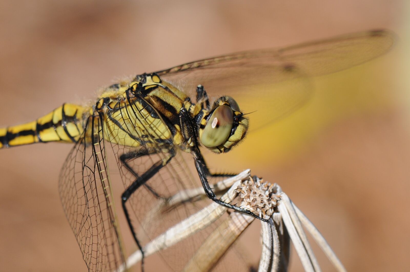 Nikon D300 sample photo. Dragonfly, insect, close up photography