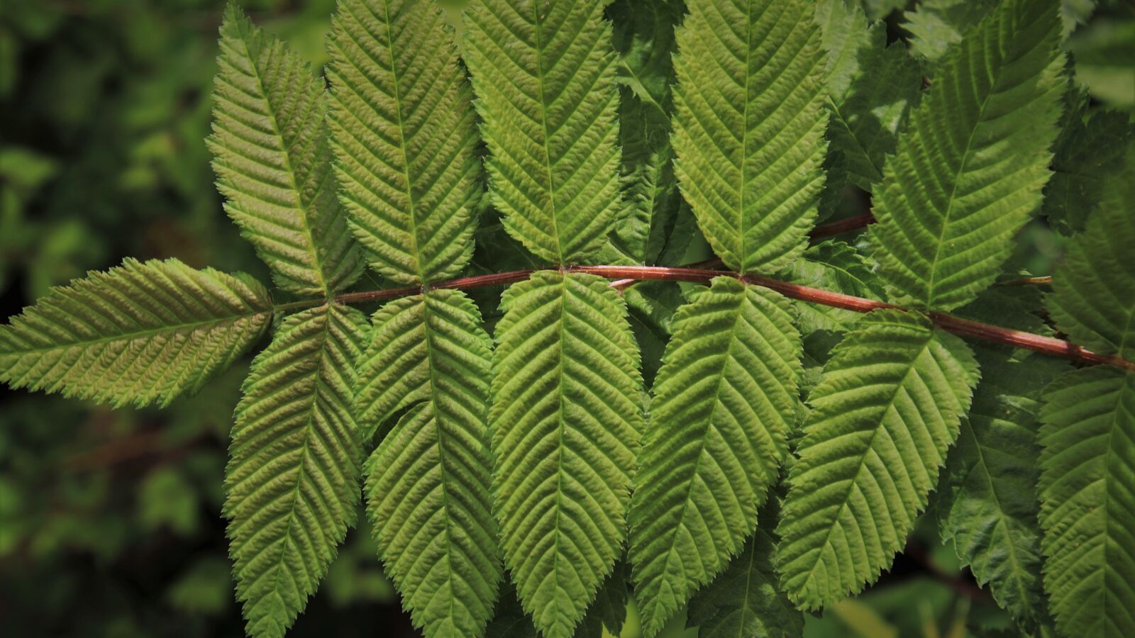 Canon EOS 80D sample photo. Green, foliage, closeup photography