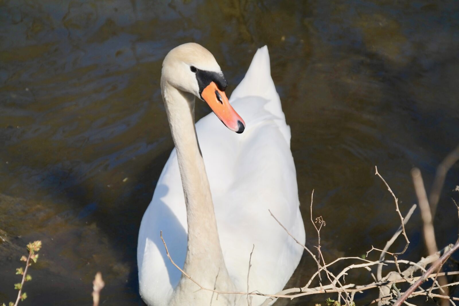 Samsung NX300 sample photo. Swan, white, bird photography
