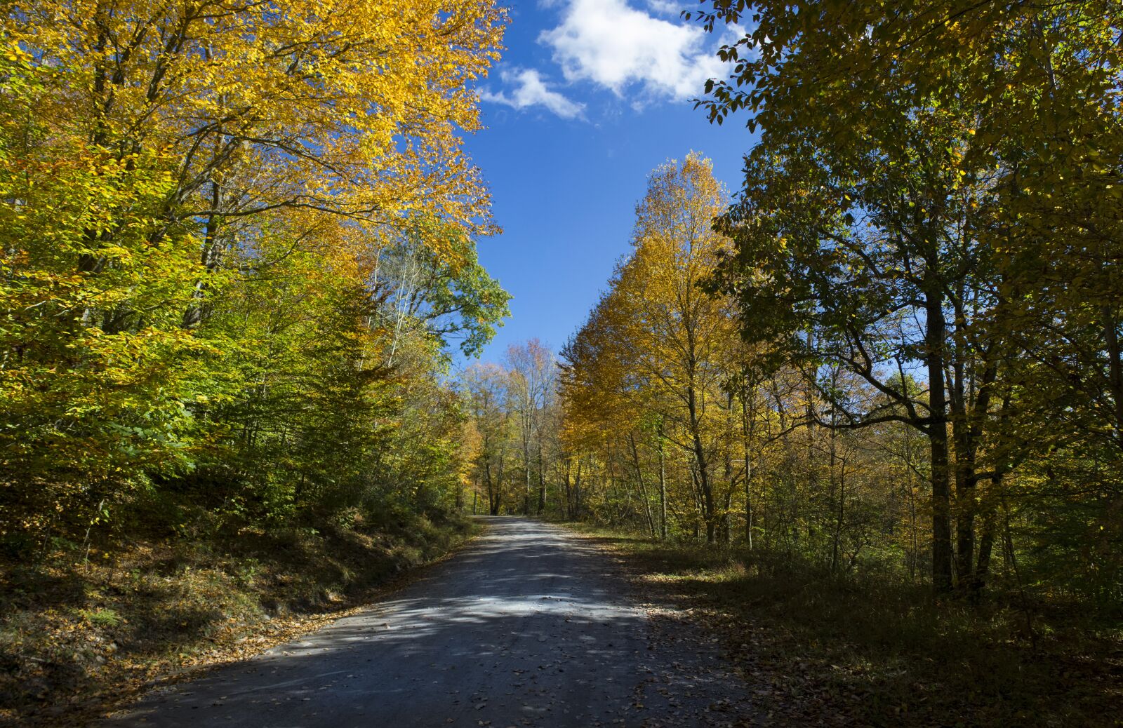 Canon EOS 550D (EOS Rebel T2i / EOS Kiss X4) sample photo. Fall leaves, trail, fall photography