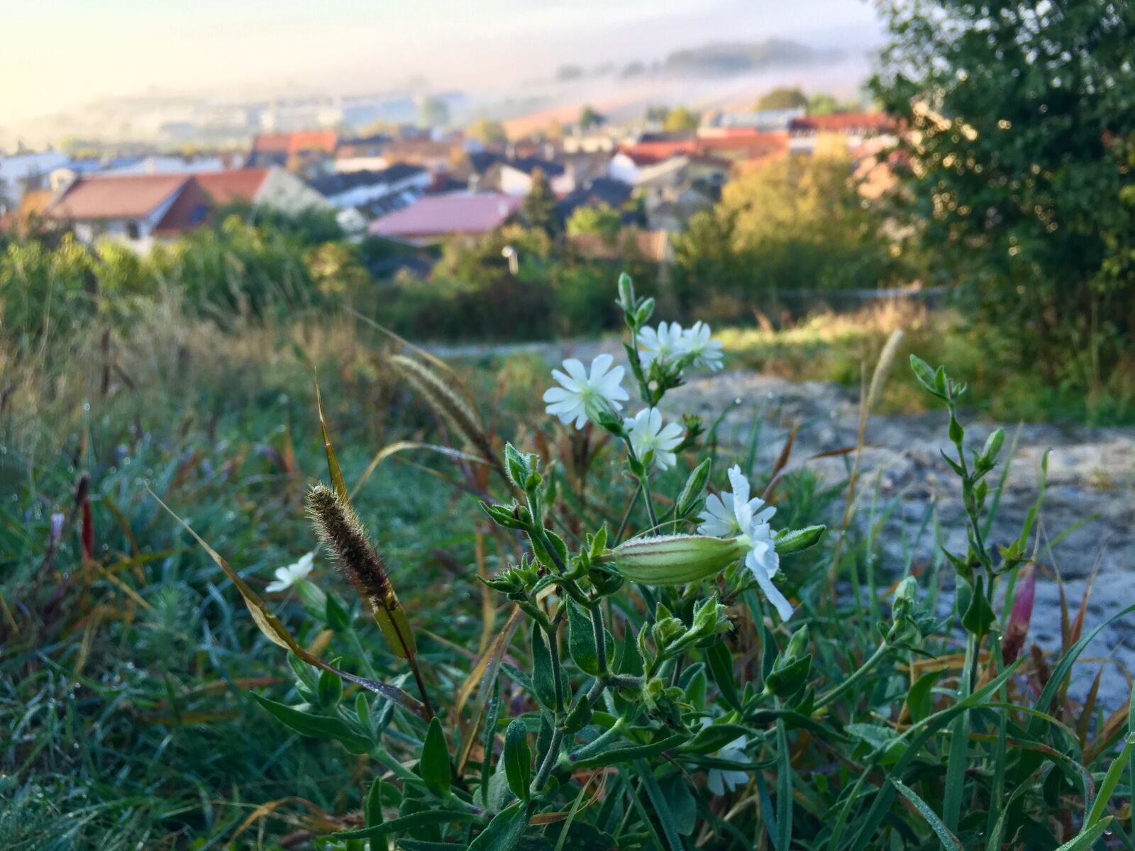 iPhone 6 back camera 4.15mm f/2.2 sample photo. Wild flower, meadow, wildflowers photography