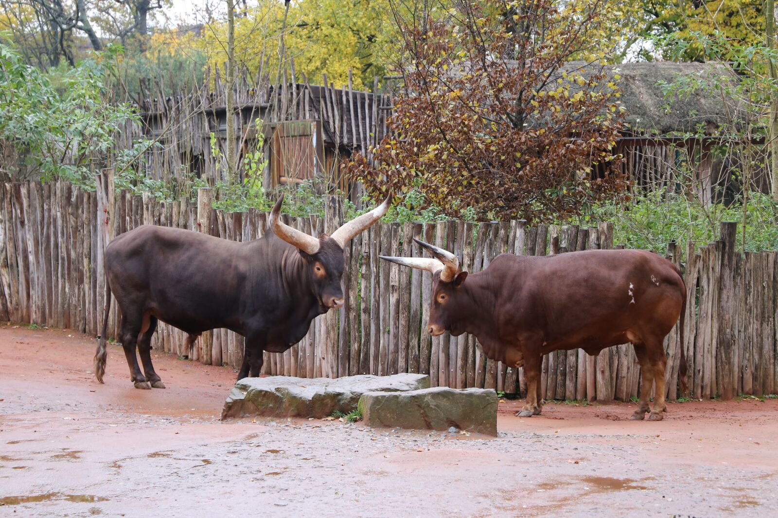 Canon EF 24-105mm F3.5-5.6 IS STM sample photo. Bulls, two bulls, animal photography