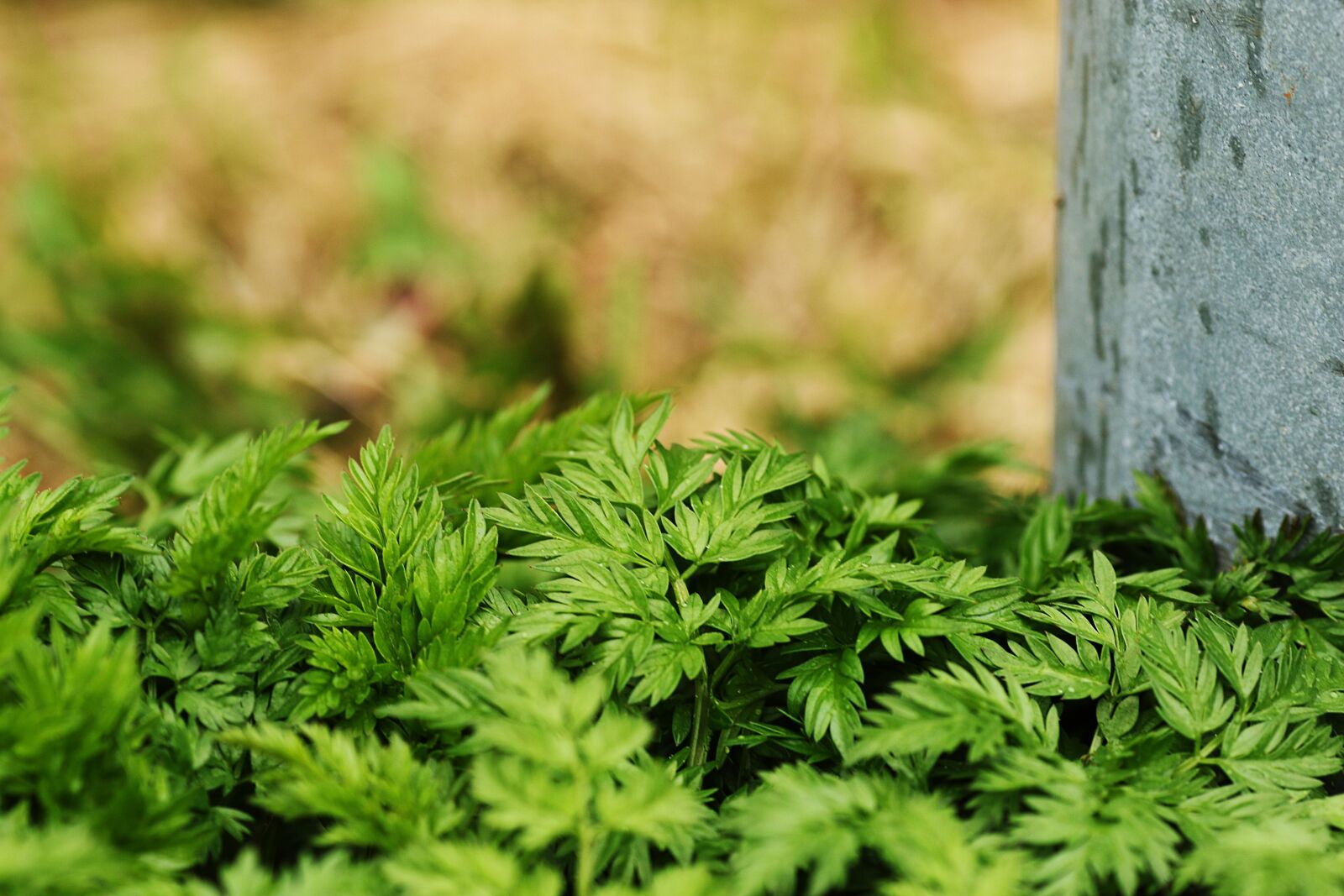 Canon EOS 7D Mark II + Canon EF 135mm F2L USM sample photo. Flora, growth, nature photography