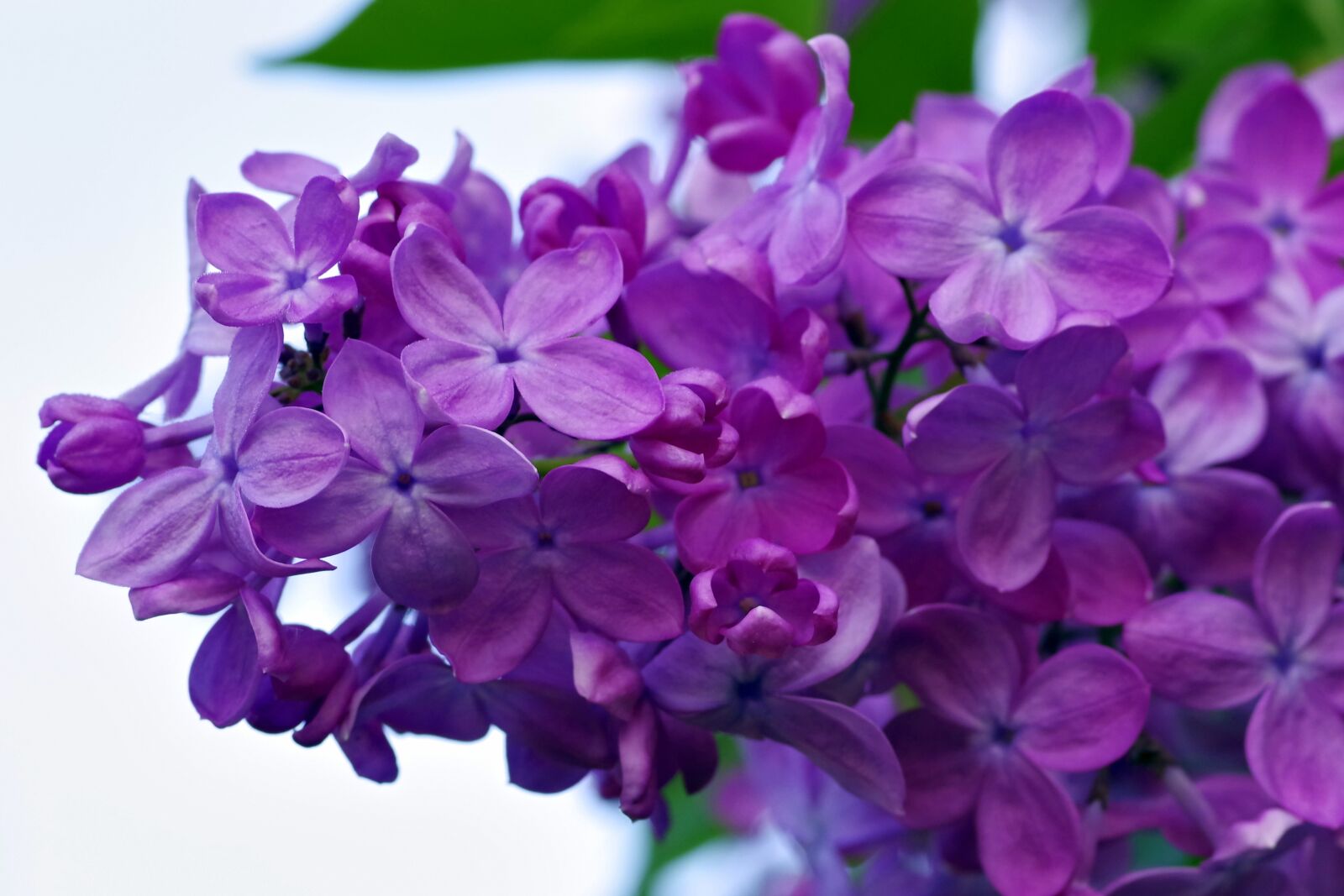 Pentax K-S2 sample photo. Without, flower, violet photography