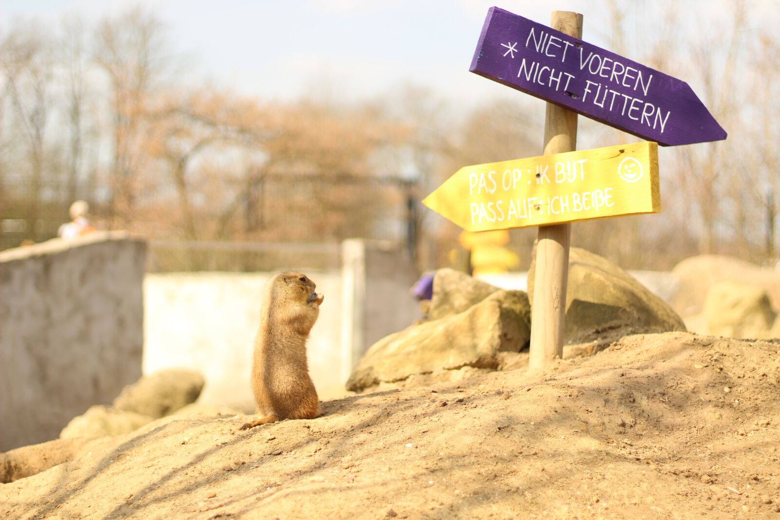 Canon EOS 1300D (EOS Rebel T6 / EOS Kiss X80) + Canon EF 50mm F1.8 STM sample photo. Nature, animal, meerkat photography