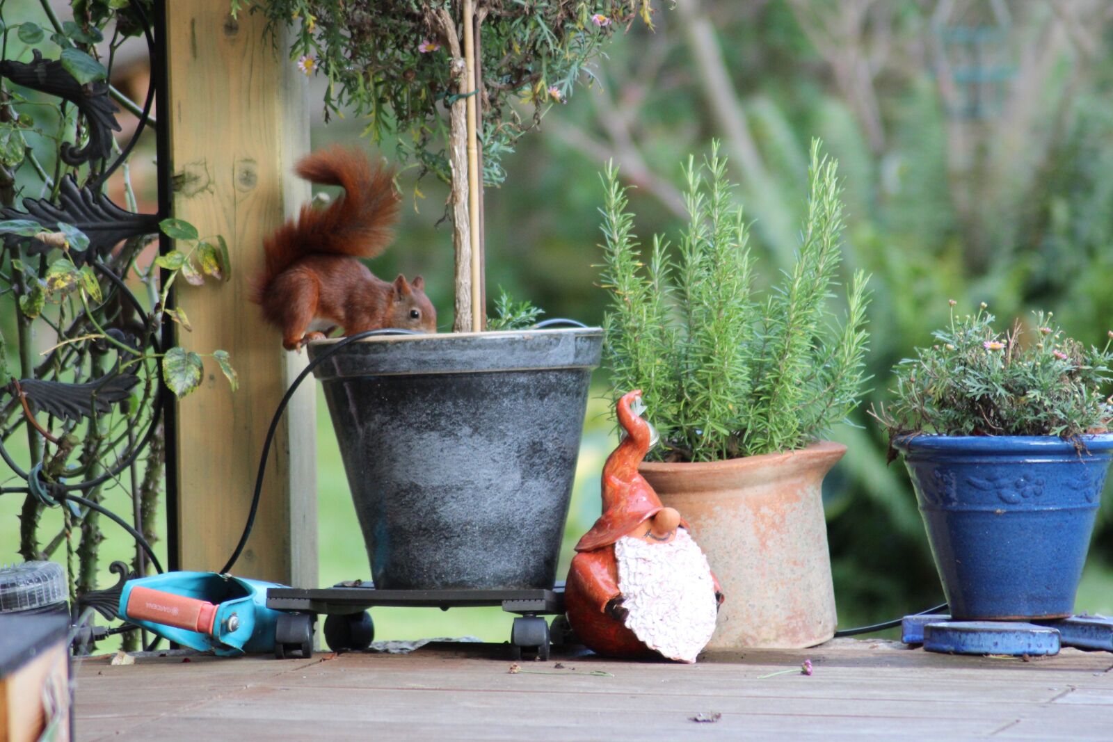 Canon EOS 600D (Rebel EOS T3i / EOS Kiss X5) sample photo. Garden, squirrel, rodent photography
