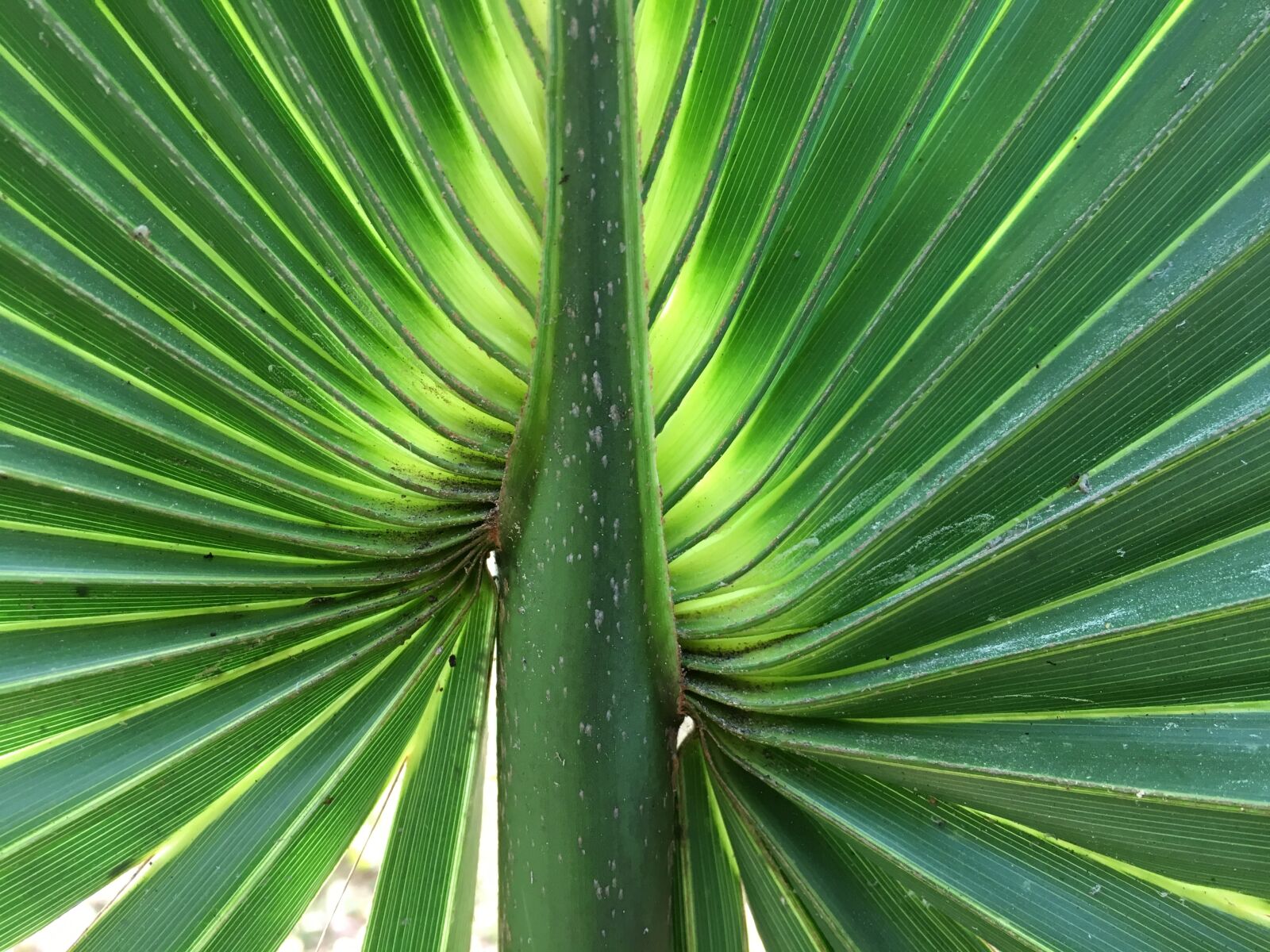 Apple iPhone 6s sample photo. James, sun, palm fronds photography