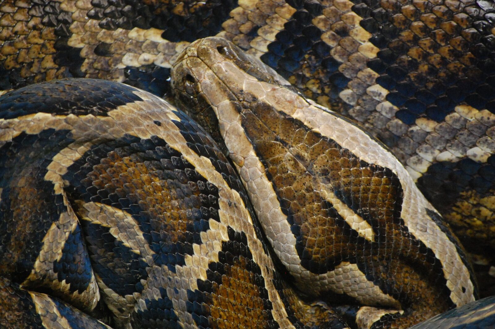 Nikon D40 sample photo. Snake, animal, python photography
