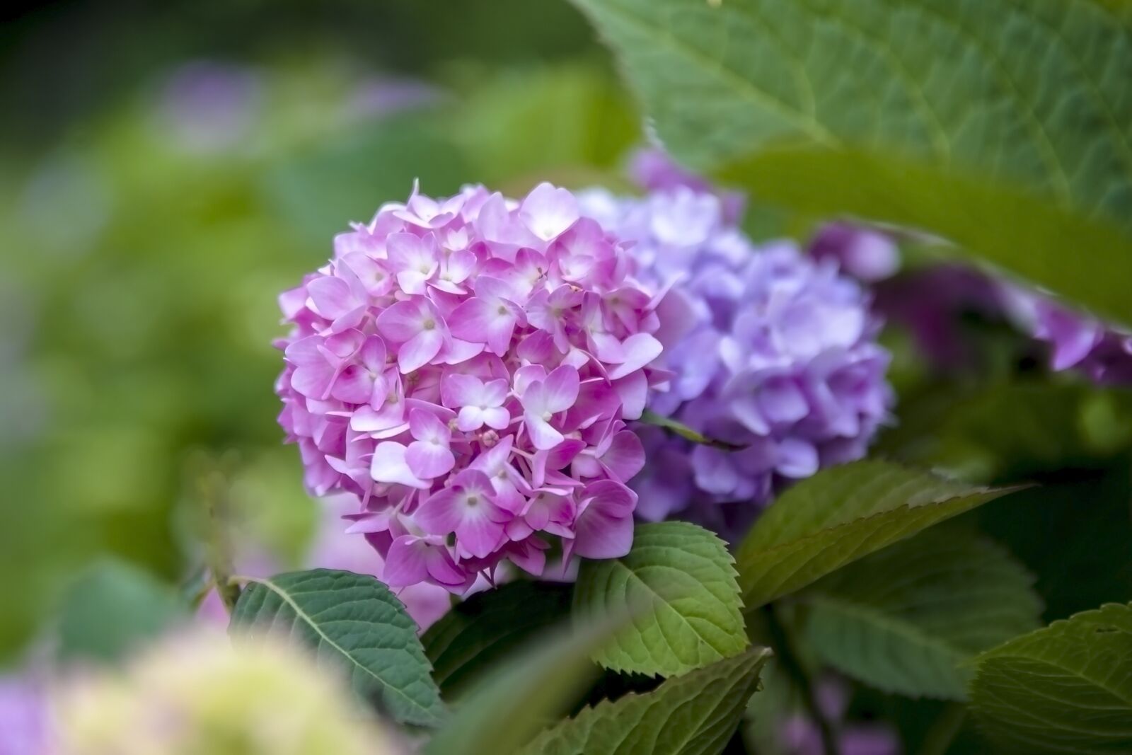 Canon EF 24-70mm F2.8L II USM sample photo. Nature, pink flower, pink photography
