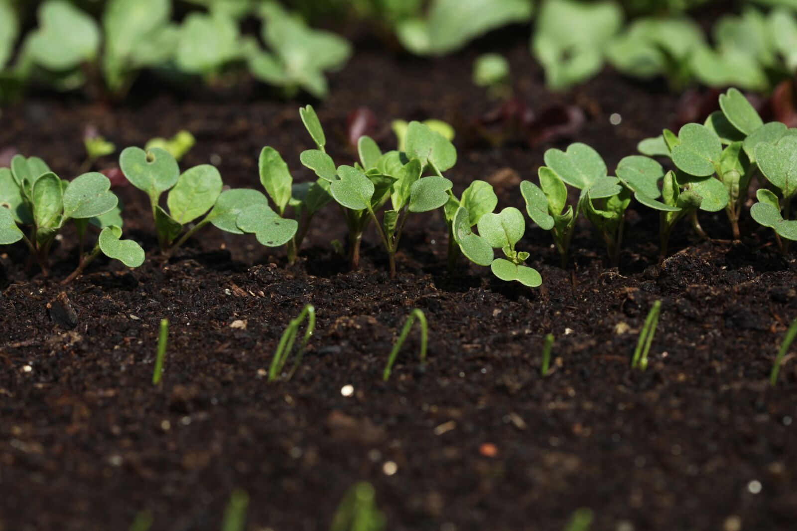 Canon EOS 5D Mark II sample photo. Lockdown, gardening, home-grown photography