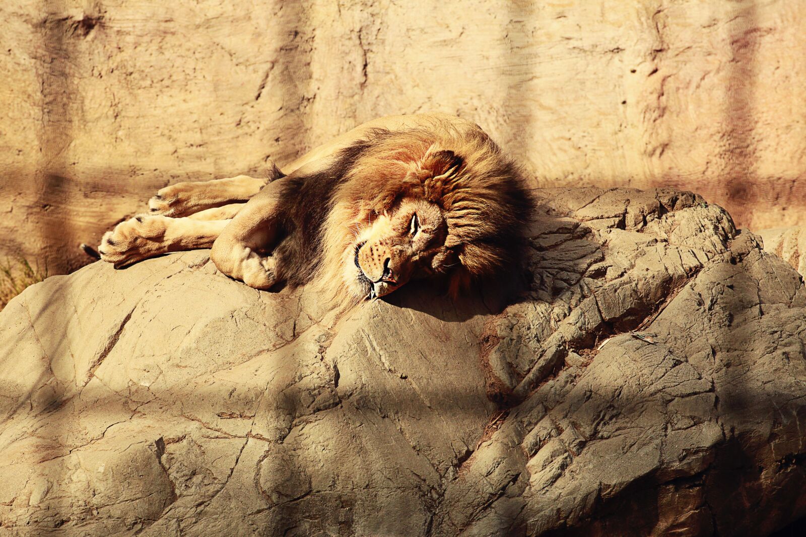 Canon EOS 5D Mark II sample photo. Lion, caged, sleeping photography