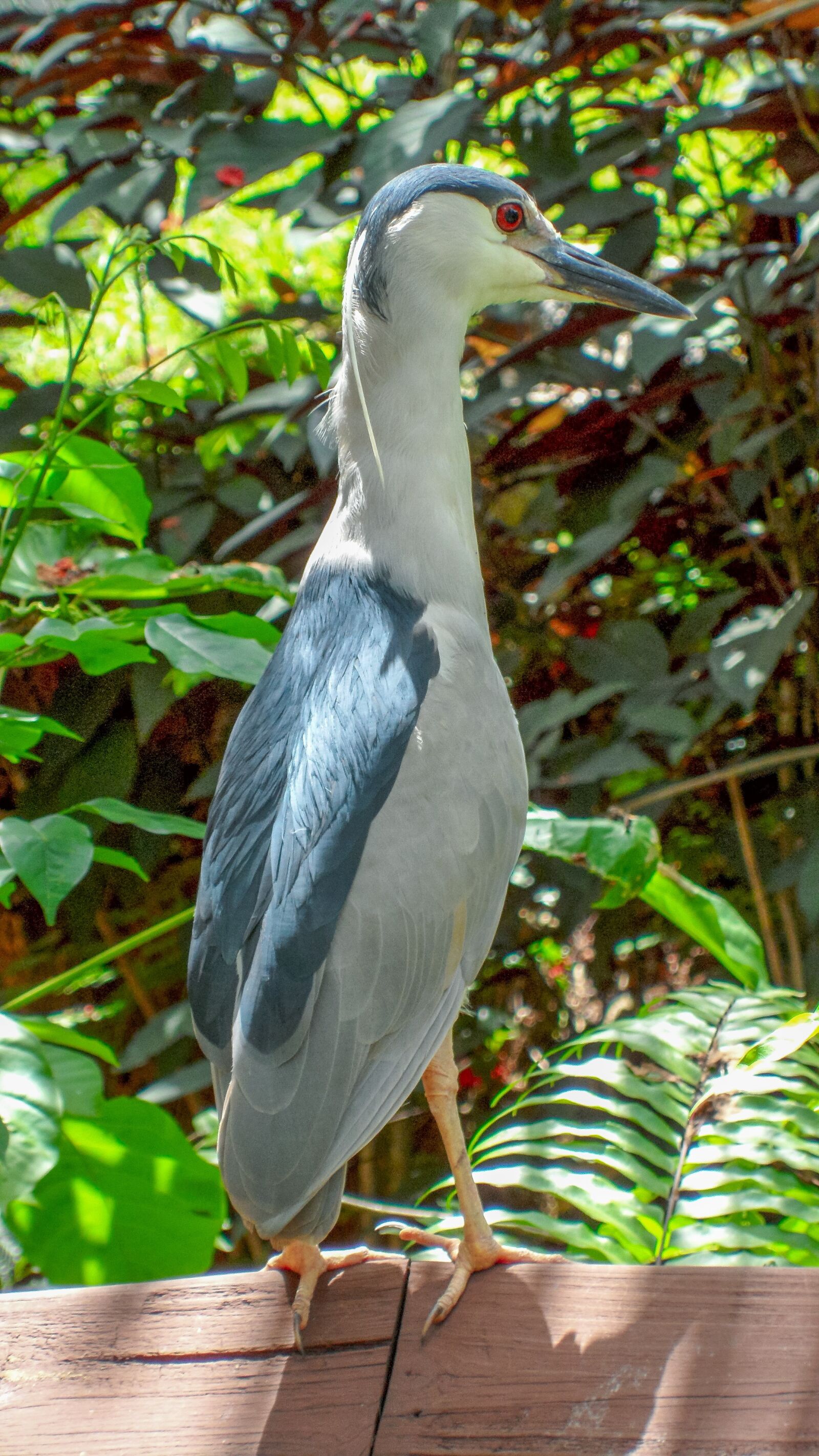 Samsung VLUU ST5500, ST5500, CL80 sample photo. Nature, bird, animal photography
