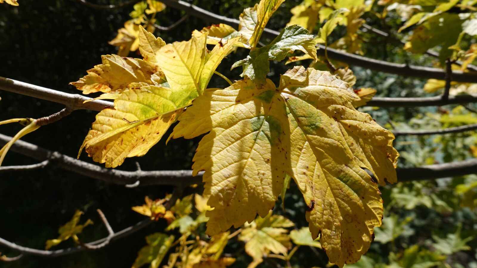 Sony DSC-RX100M7 sample photo. Leaf, autumn, yellow photography