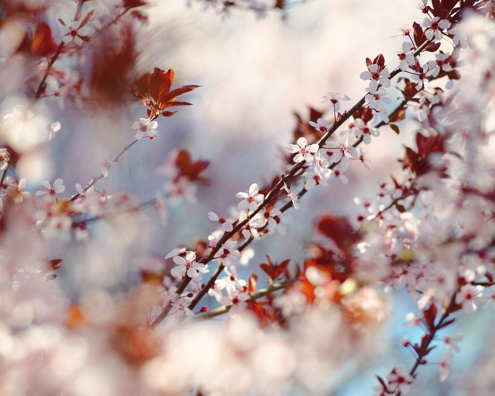 Nikon D700 sample photo. Branch, flower, season photography