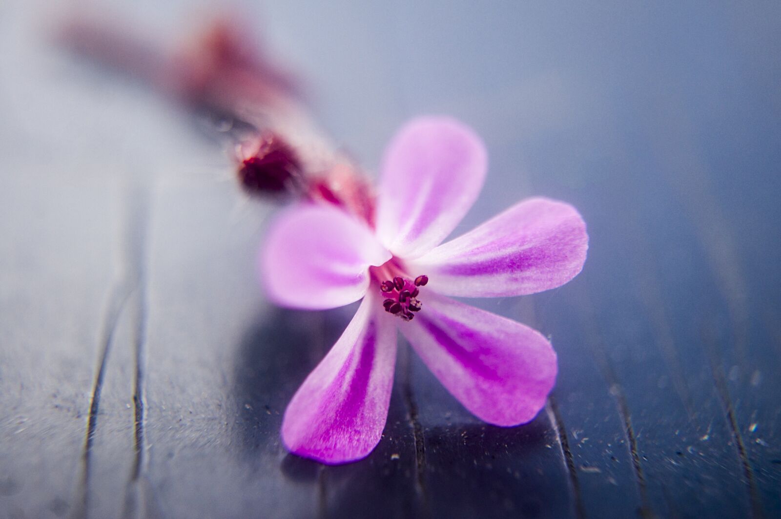 Sony Alpha DSLR-A580 sample photo. Flower, nature, petal photography