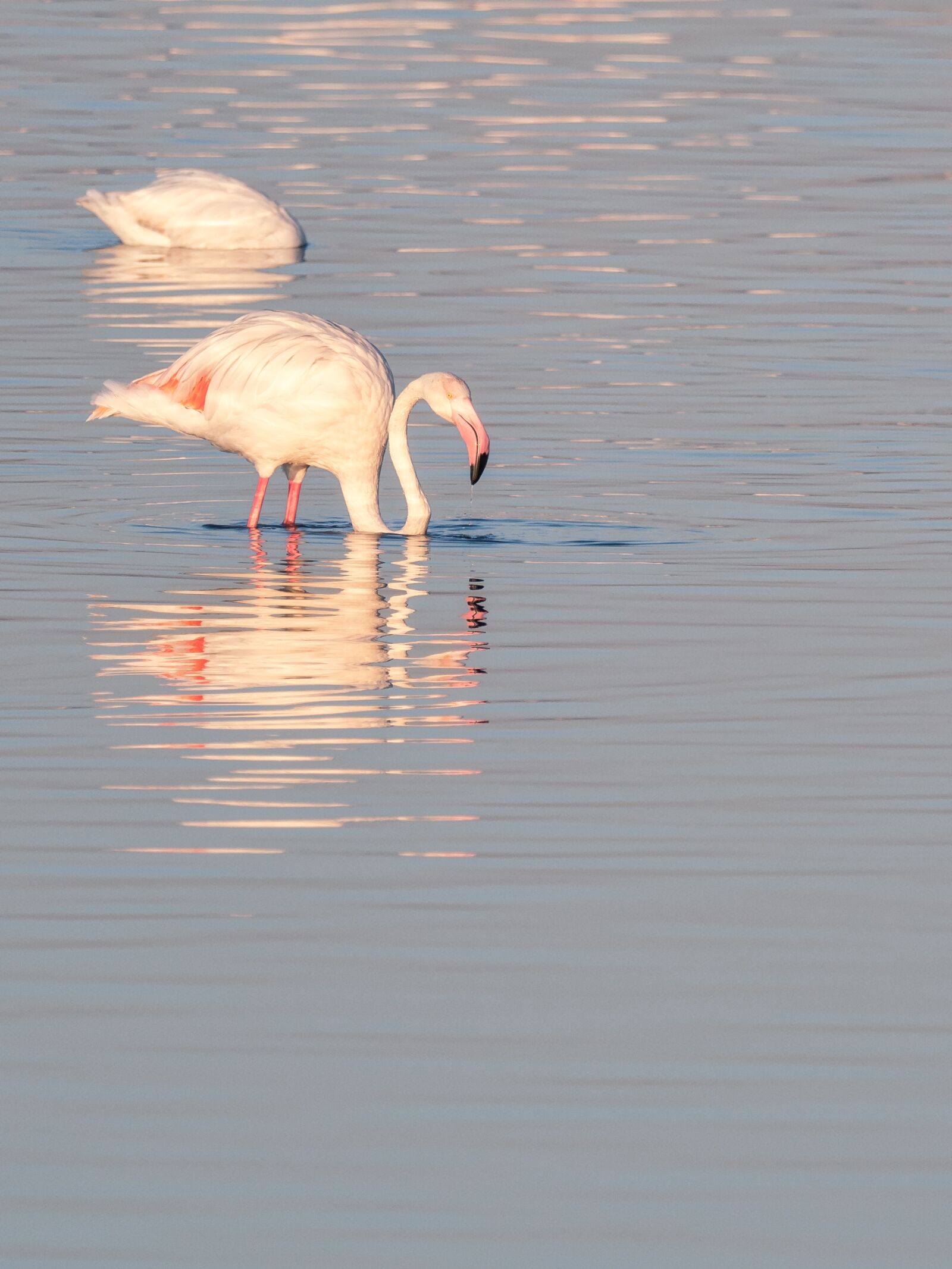 M.300mm F4.0 + MC-14 sample photo. Flamingo, birds, pink photography