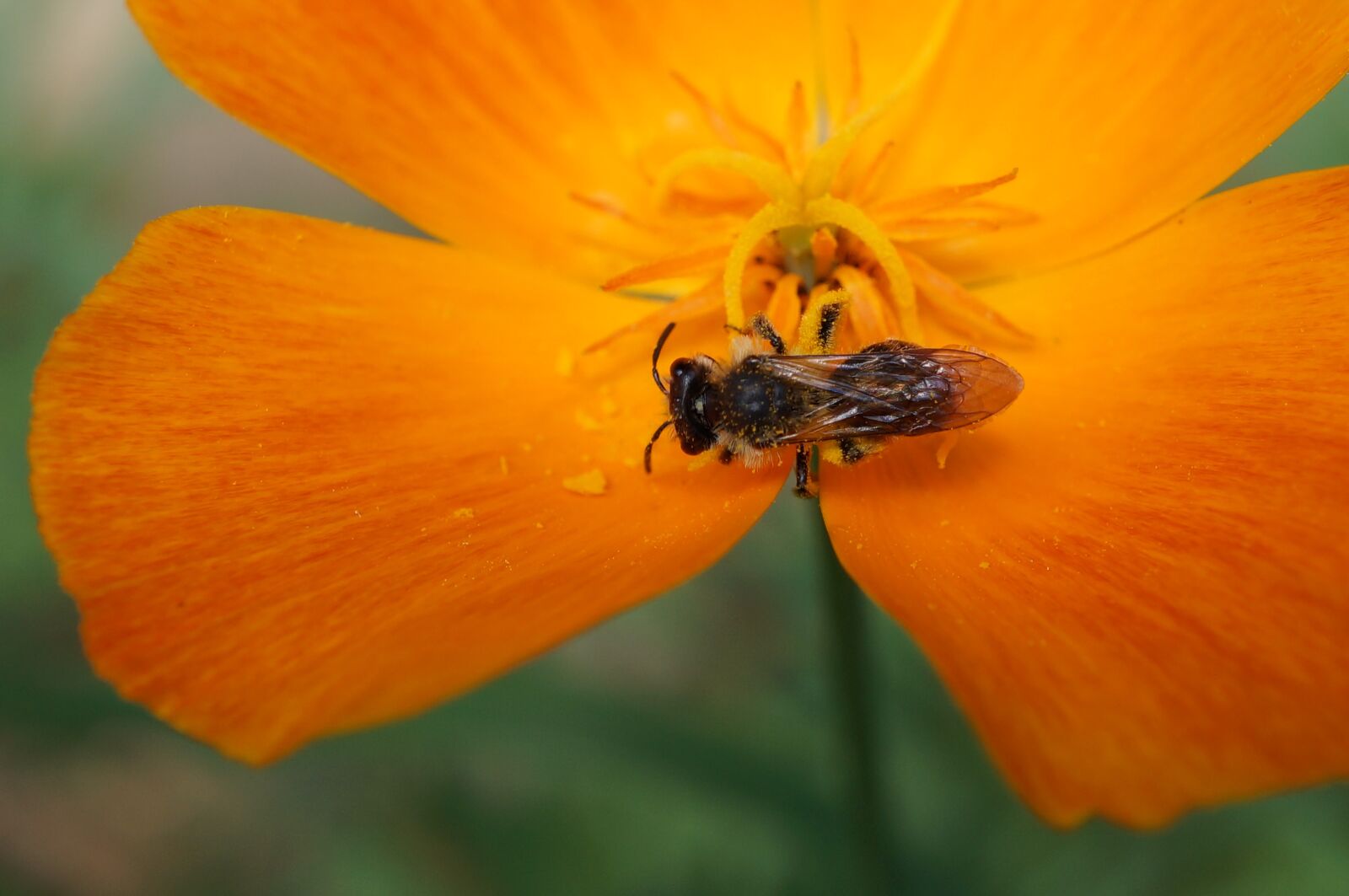 Sony E 30mm F3.5 Macro sample photo. Bug, orange flower, nature photography