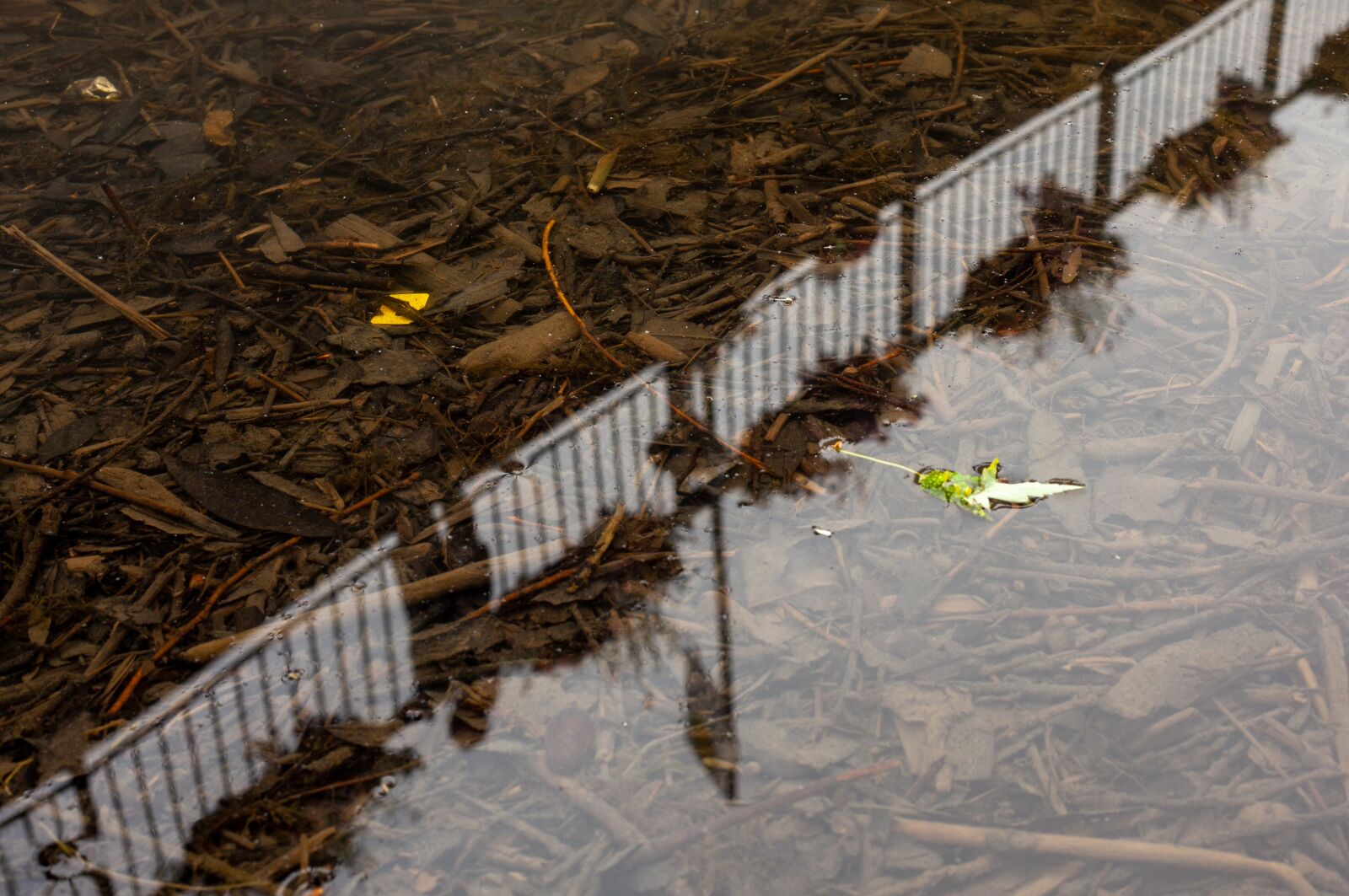 Canon EF 50mm F1.8 II sample photo. Plastic in the river photography