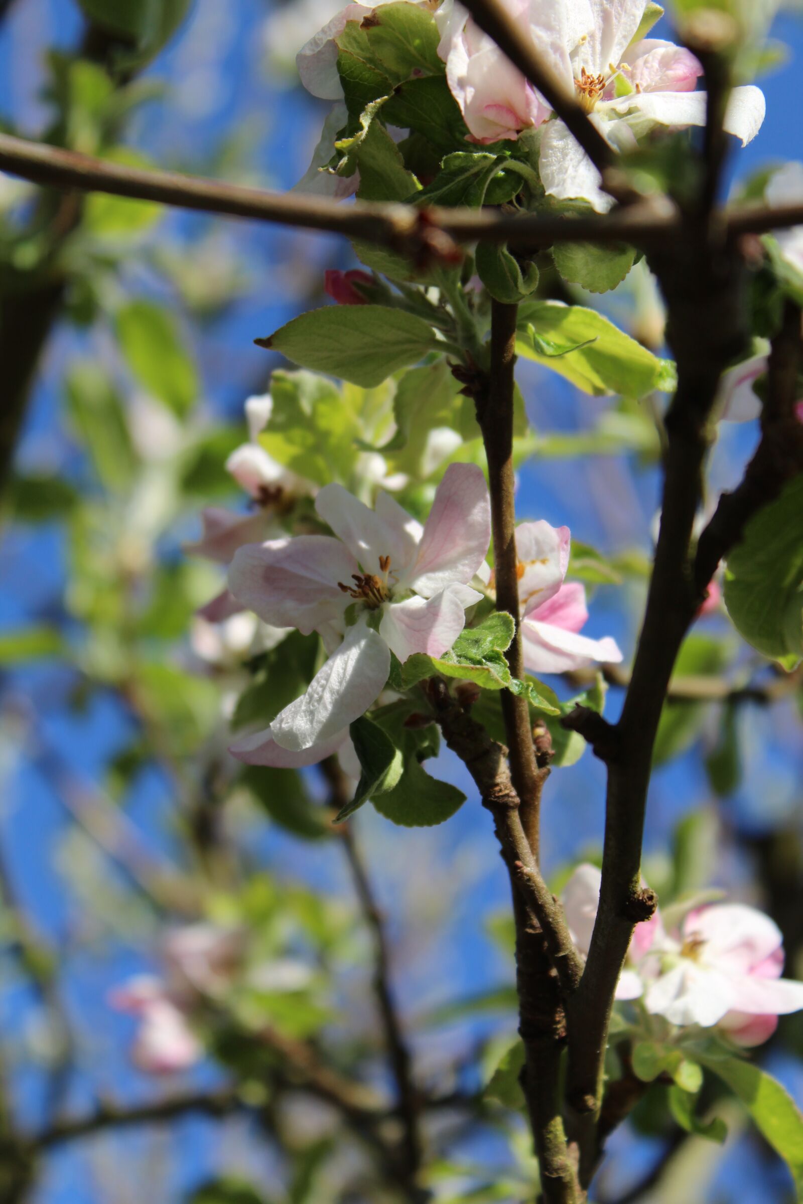 Canon EOS 1300D (EOS Rebel T6 / EOS Kiss X80) sample photo. Apple, blossom, bloom photography