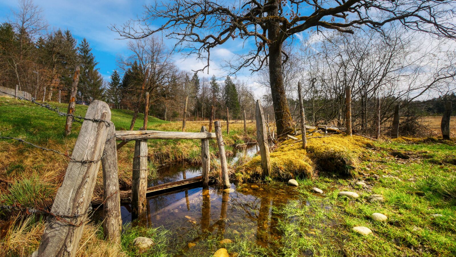 Panasonic Lumix DMC-GX8 sample photo. Bach, meadow, tree photography