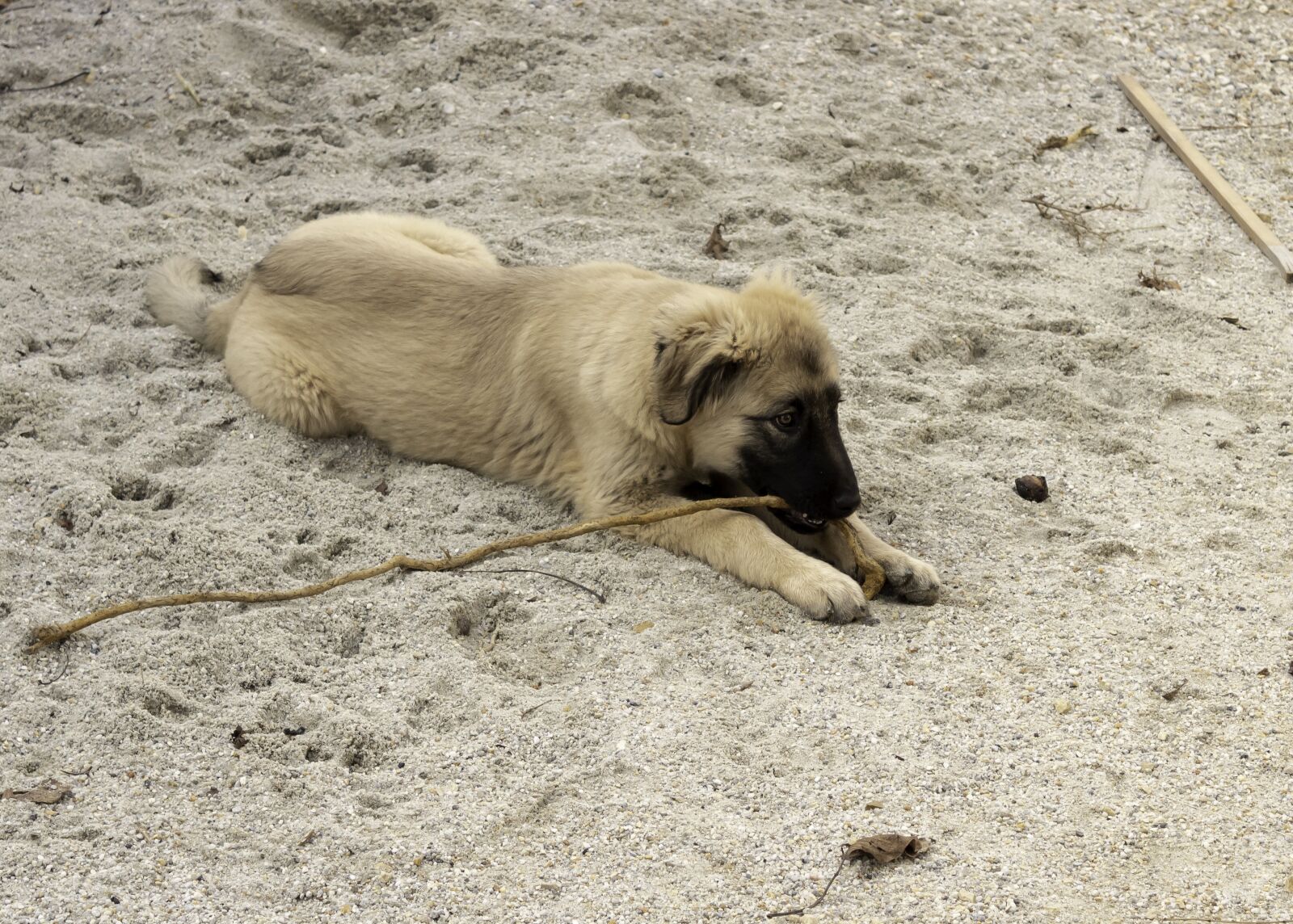 Canon EOS 1300D (EOS Rebel T6 / EOS Kiss X80) sample photo. Shepherd dog, dog, pets photography