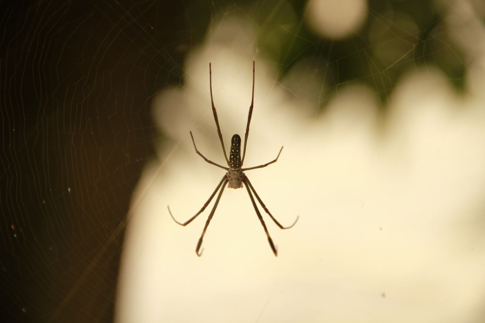 Canon EOS 600D (Rebel EOS T3i / EOS Kiss X5) sample photo. Animals, spider, nature photography