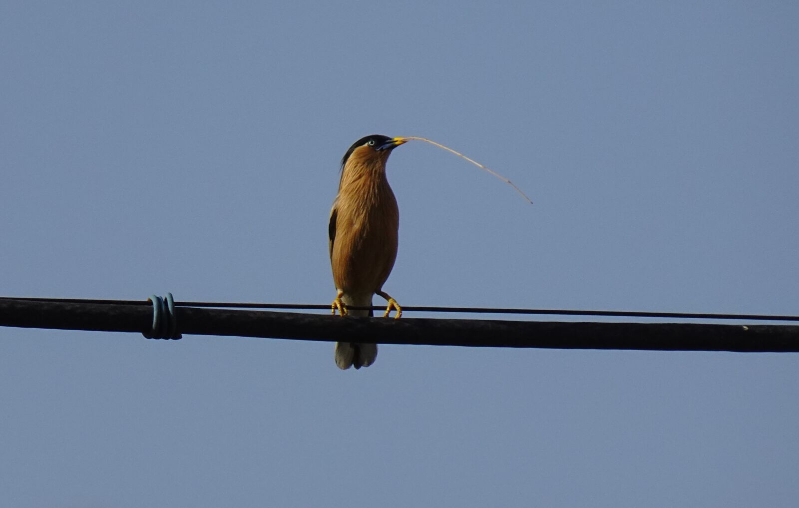 Sony DSC-WX800 sample photo. Bird, aves, brahminy myna photography