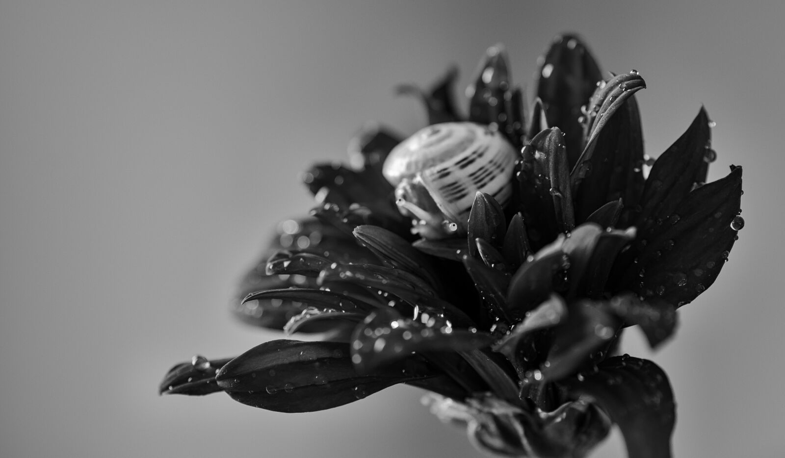 Tamron SP 90mm F2.8 Di VC USD 1:1 Macro sample photo. Snail, flower, geranium photography