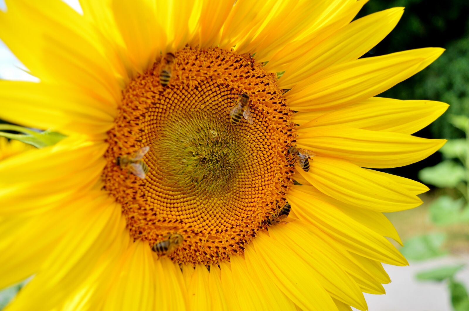 Nikon D3200 sample photo. Sunflower, flower, bees photography