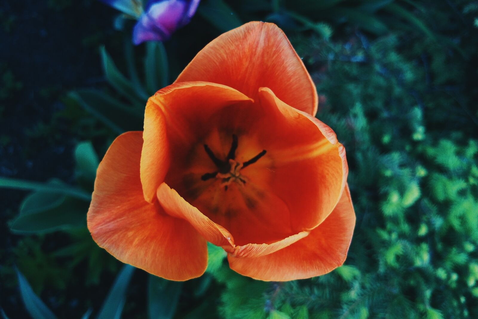 LG G5 sample photo. Flower, rose, petal photography