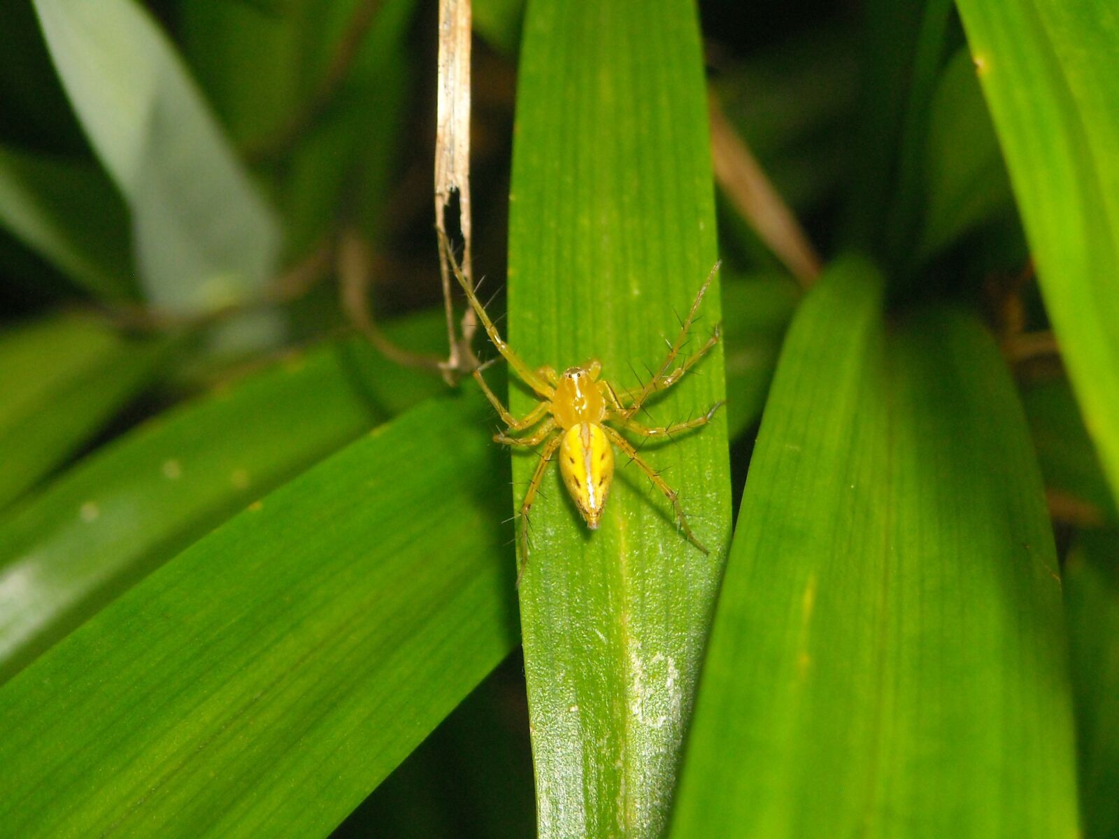 Nikon Coolpix L16 sample photo. Spider, yellow, leaf photography