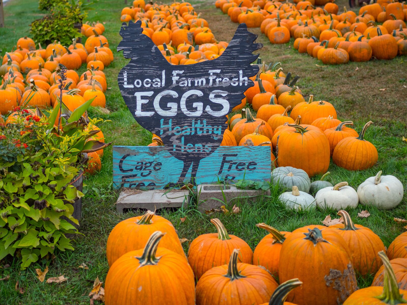 Olympus OM-D E-M1 Mark II + Olympus M.Zuiko Digital 25mm F1.8 sample photo. Pumpkins, farm, sign photography