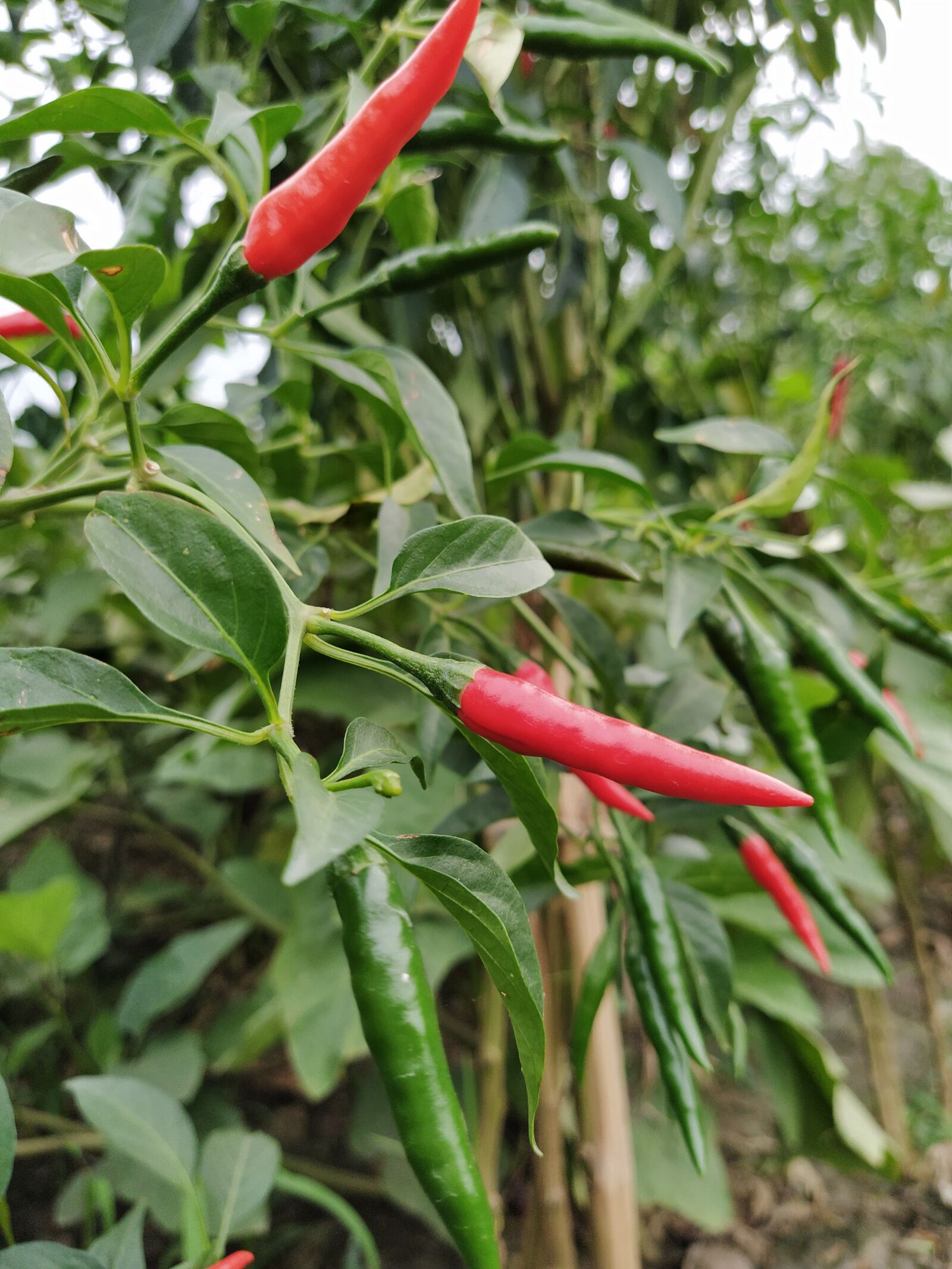 Xiaomi Mi A3 sample photo. Chilies, red chilies, green photography