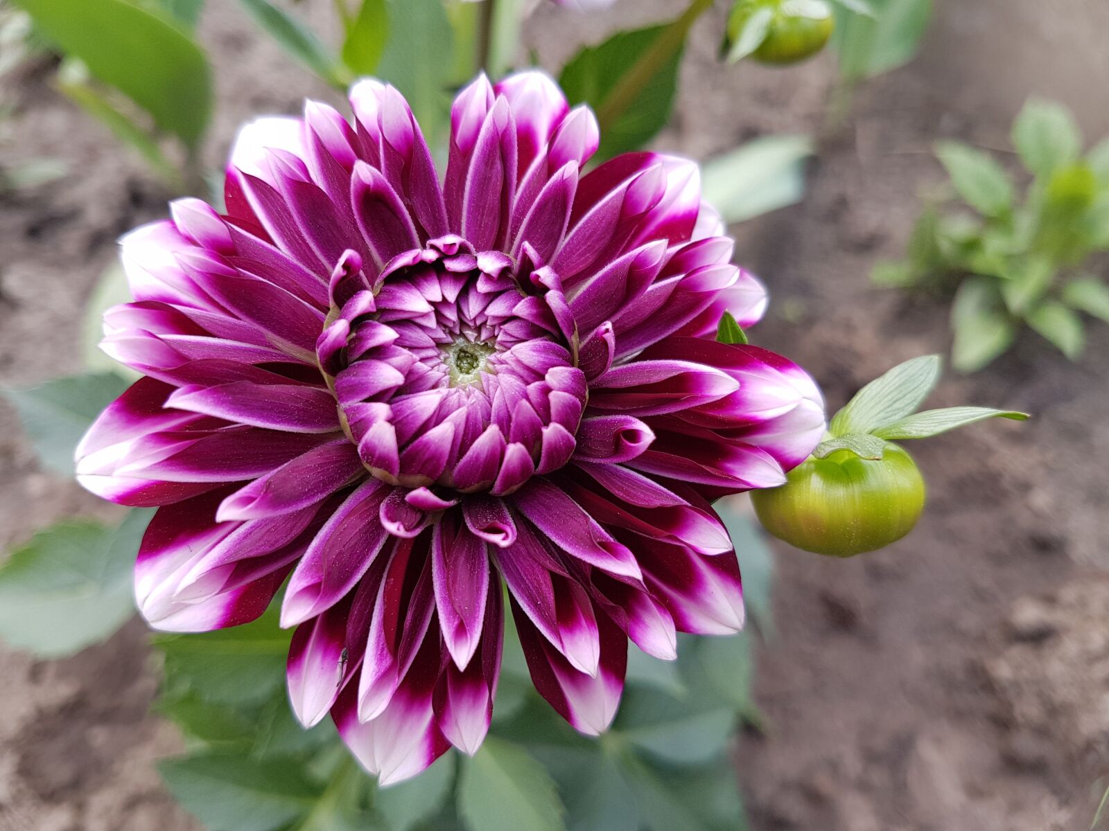 Samsung Galaxy S7 sample photo. Flowers, spring, dalia photography