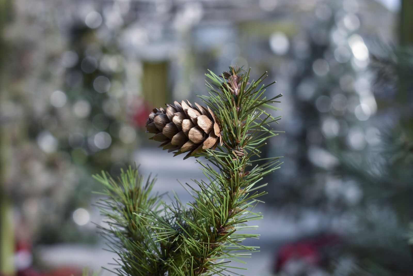Nikon D5600 sample photo. Winter, holiday, christmas photography