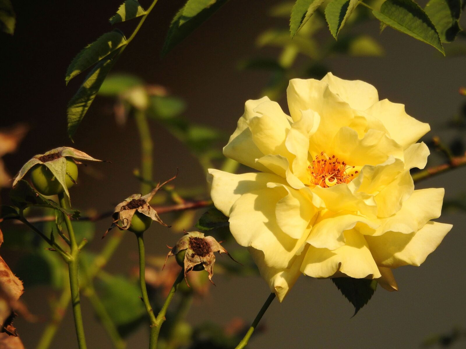 Nikon Coolpix P900 sample photo. Rose, blossom, bloom photography