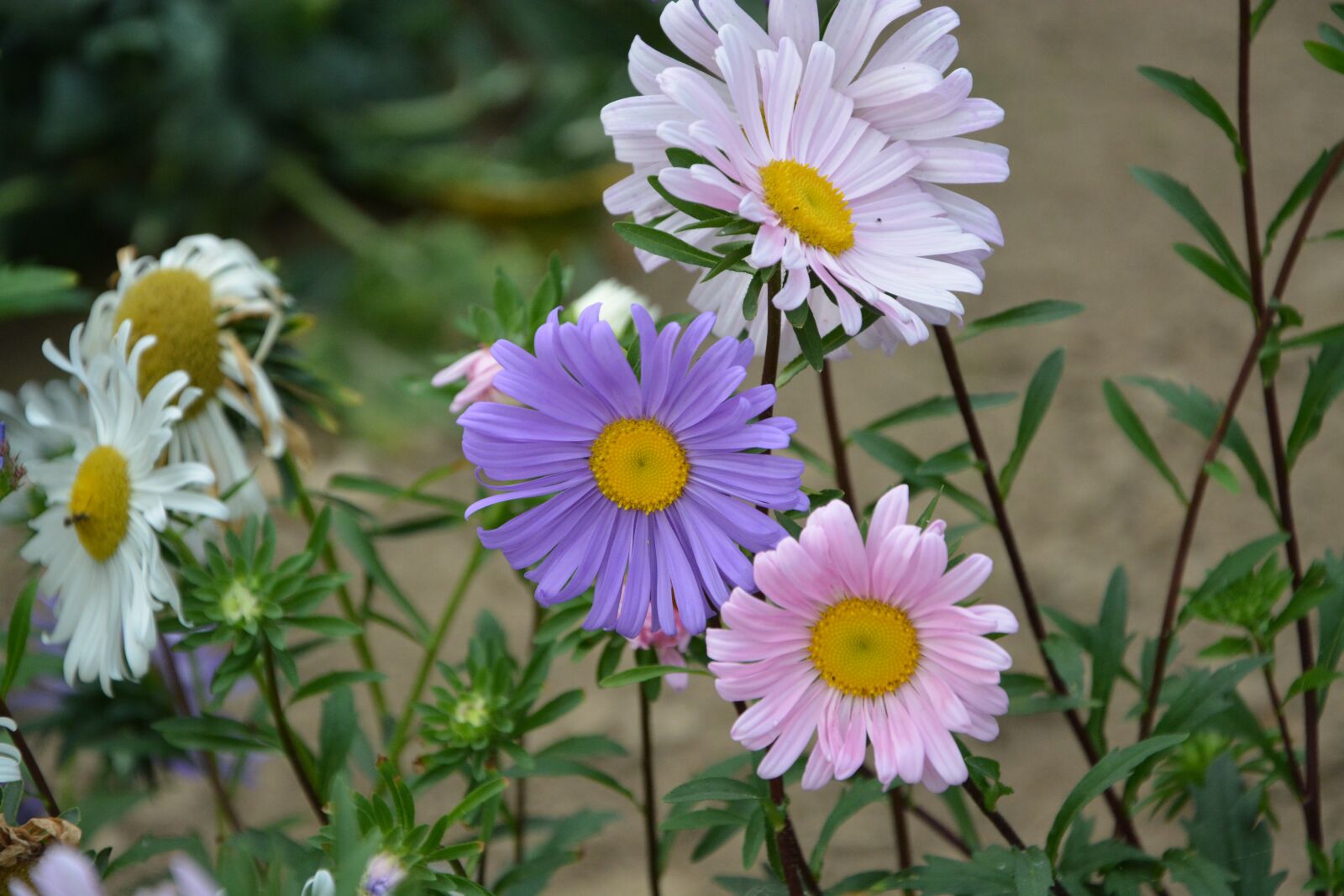 Nikon D5200 sample photo. Daisies, pink, white photography