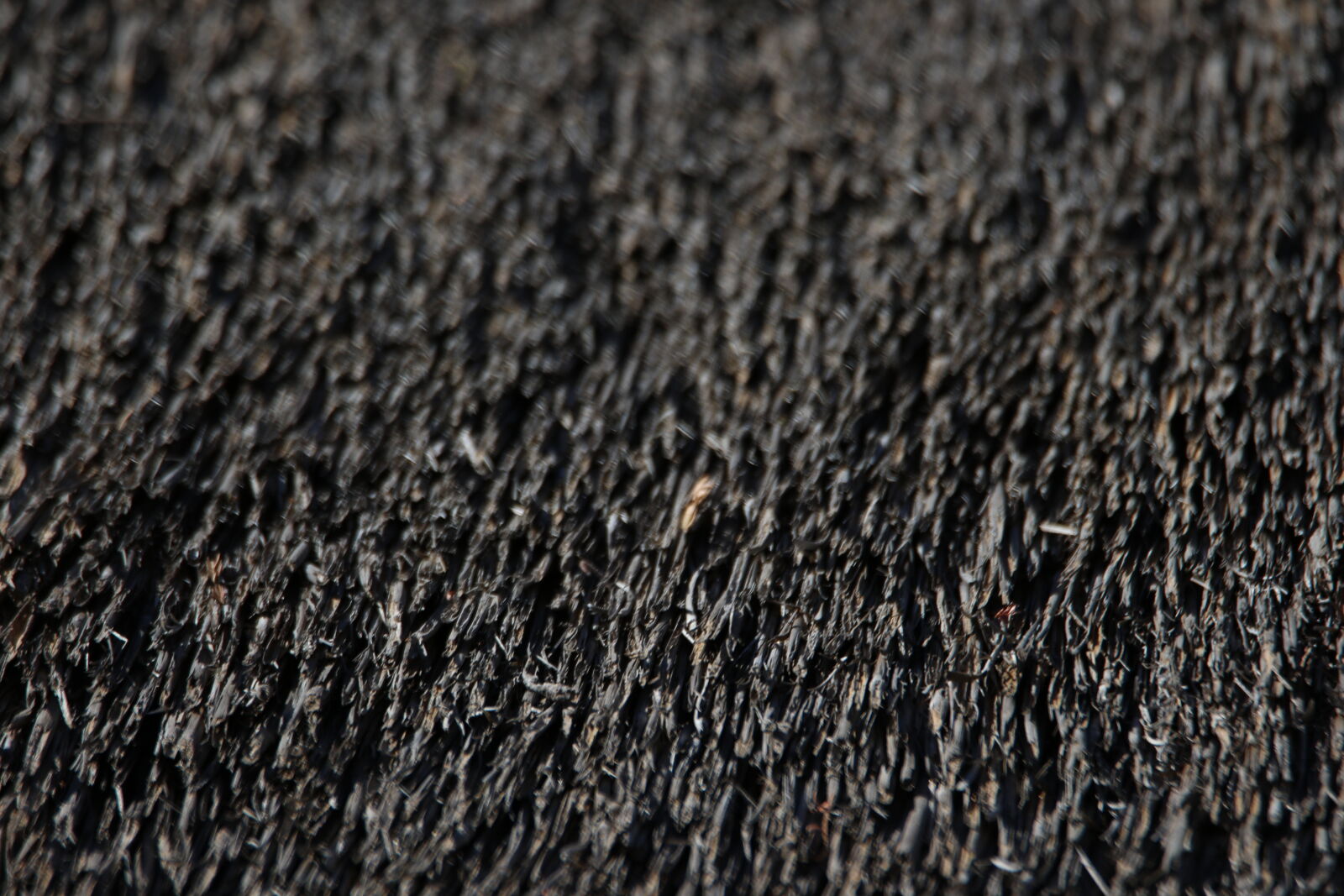 Canon EOS 7D Mark II sample photo. Background, black, brown, dry photography