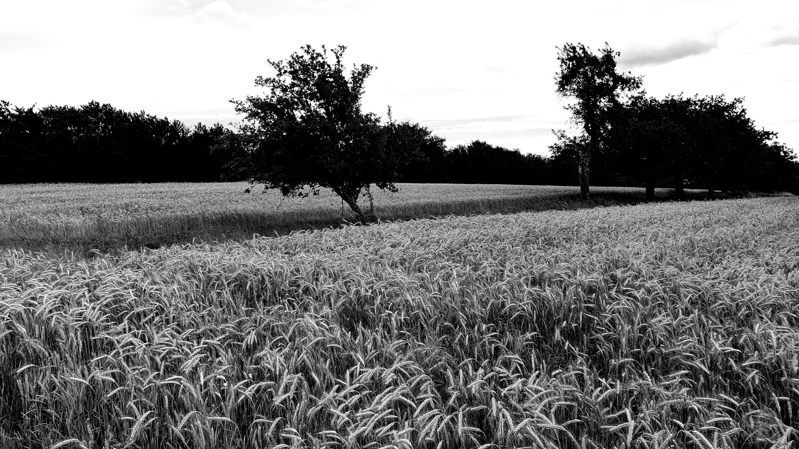 Samsung Galaxy S10 sample photo. Nature, landscape, field photography