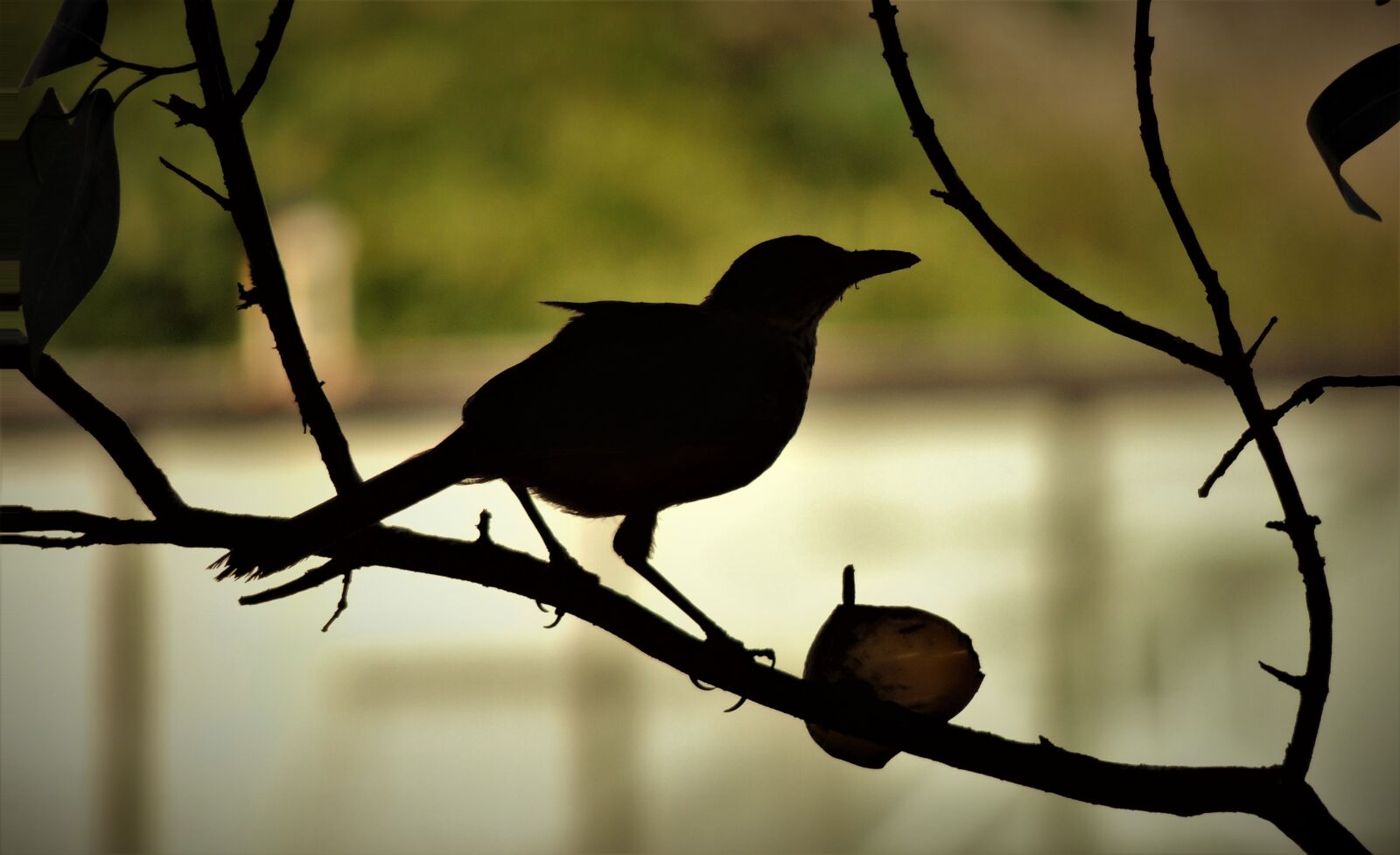 Nikon Coolpix P510 sample photo. Bird, thrush, on the photography