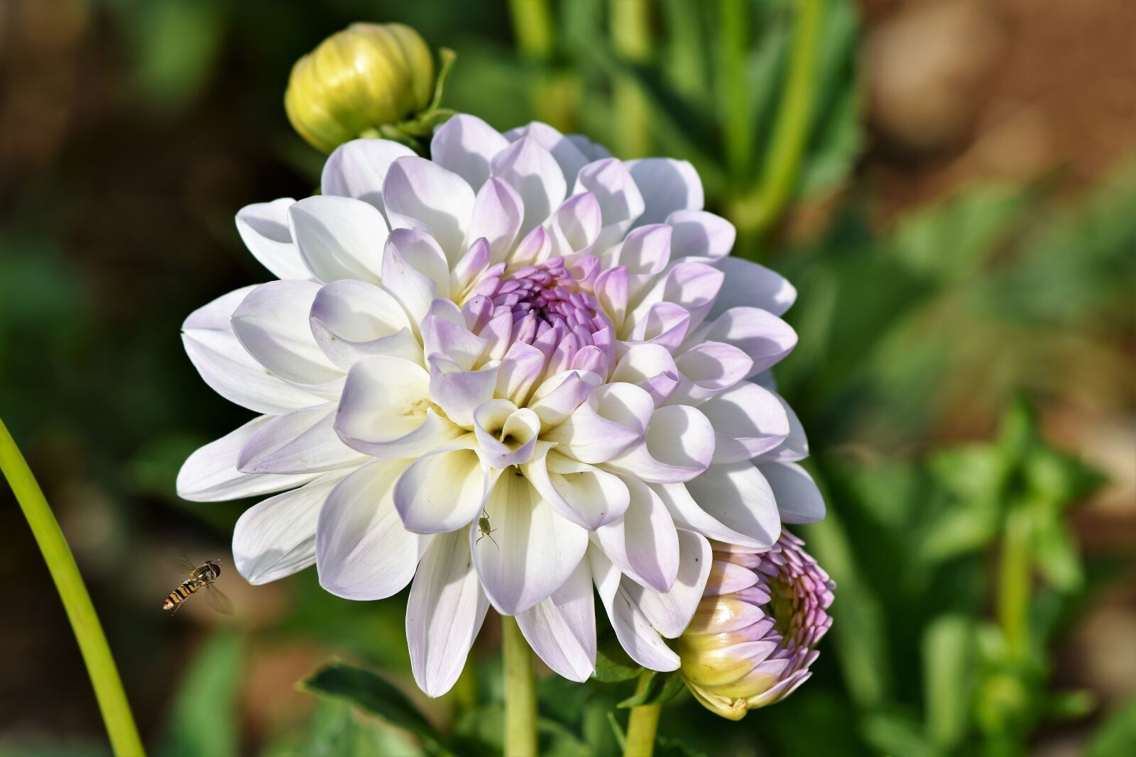 Nikon D7200 sample photo. Dahlia, dahlias bud, flower photography