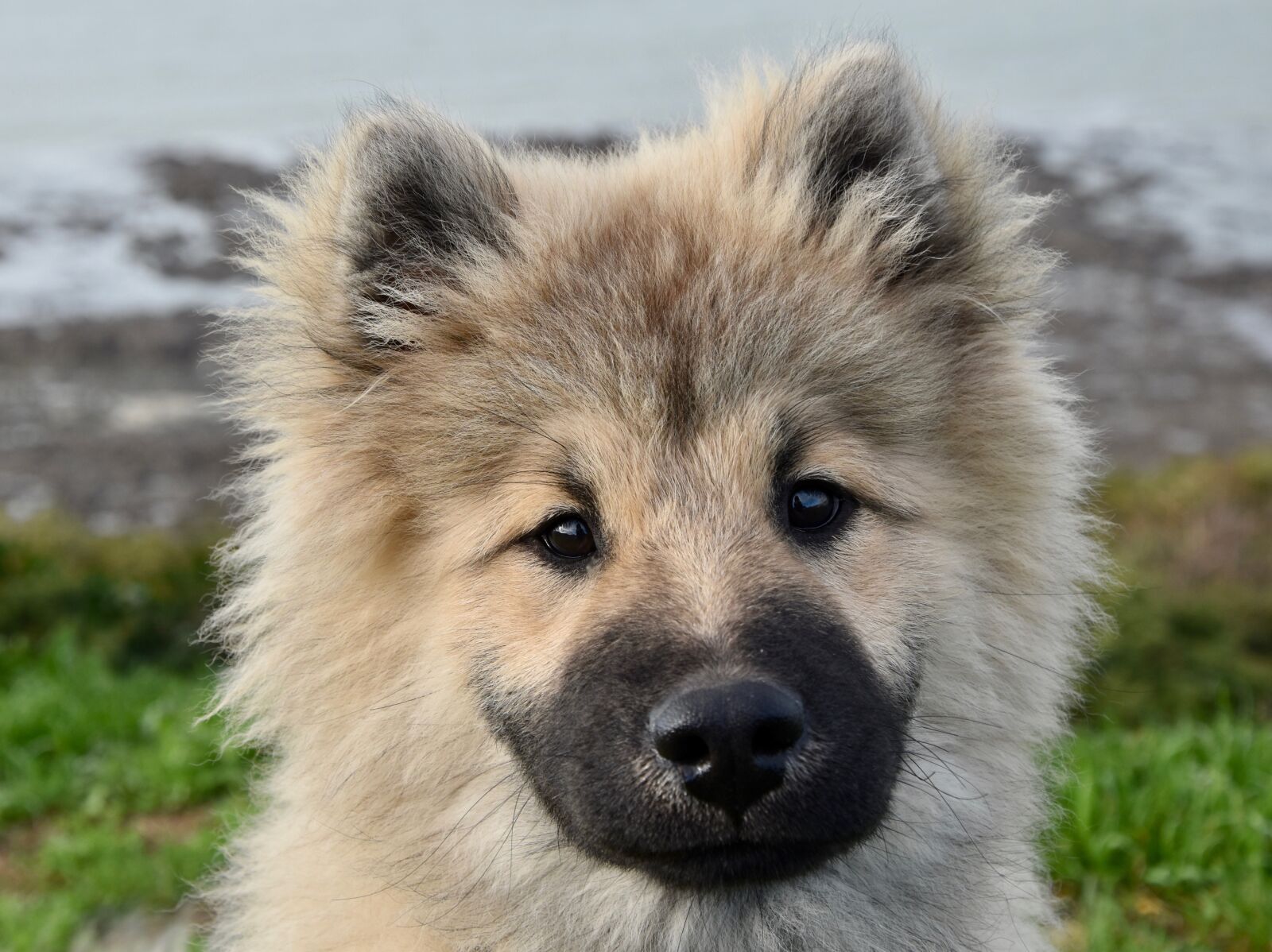 Nikon D5600 sample photo. Dog, dog eurasier, pup photography